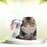 Scopri SpazzolAmica: la soluzione pratica per eliminare i peli degli animali